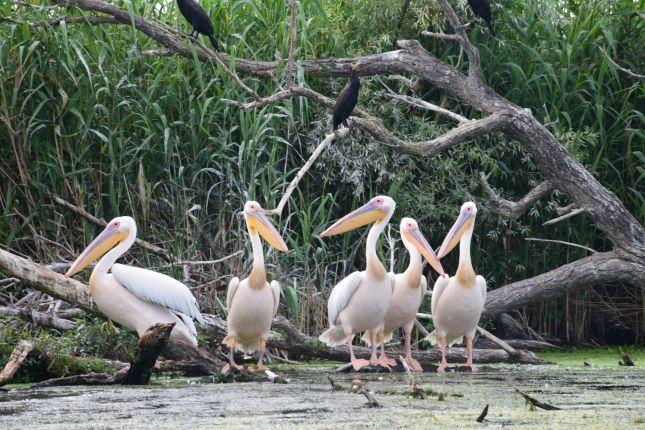 Danube Delta pelicans