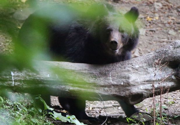 A bear seen at the hide in Stramba valley