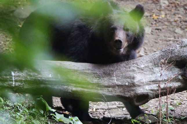 A bear seen at the hide in Stramba valley