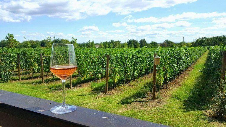 Wine tasting tour in Romania