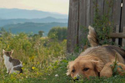 Snapshot of traveller