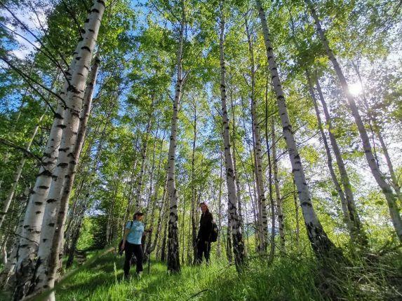 Trekking tour Sibiu