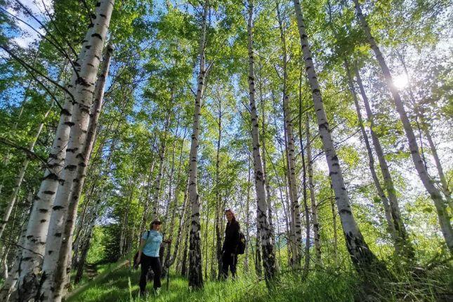 Trekking tour Sibiu