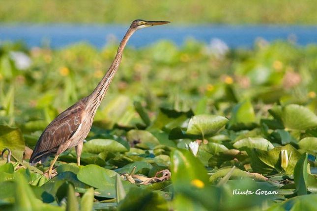 Birdwatching Danube Delta