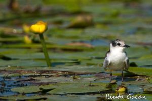 Day 4: one last ride in the Danube Delta