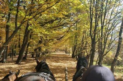 Snapshot of traveller