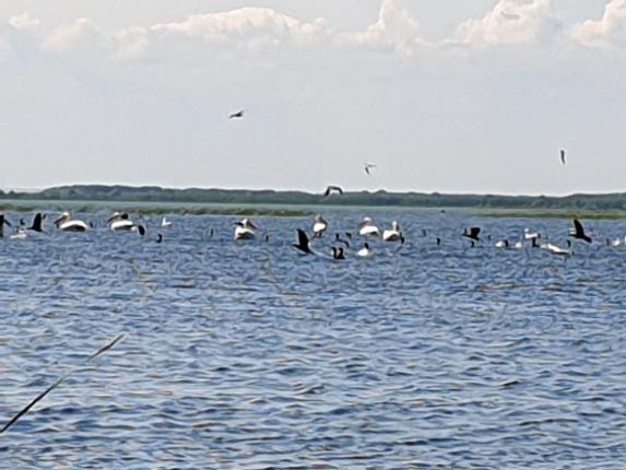 Danube Delta birds
