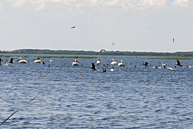 Danube Delta birds