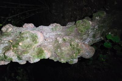 Snapshot of traveller