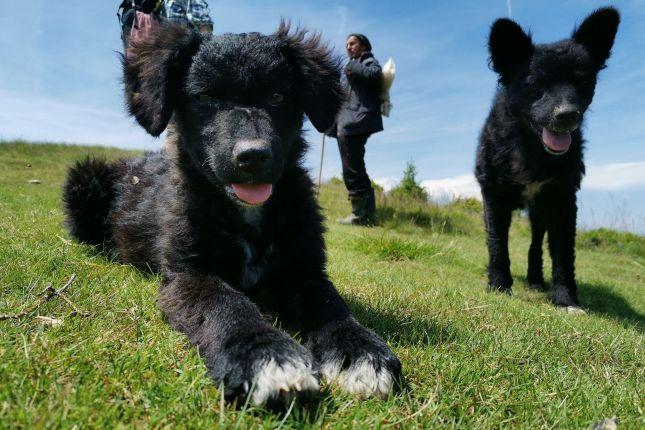 Sheepfold dogs