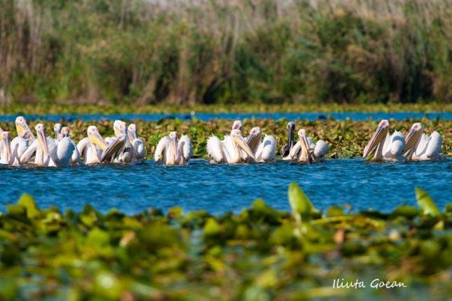 UNESCO Danube Delta