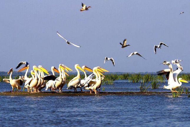 Birdwatching tour Danube Delta