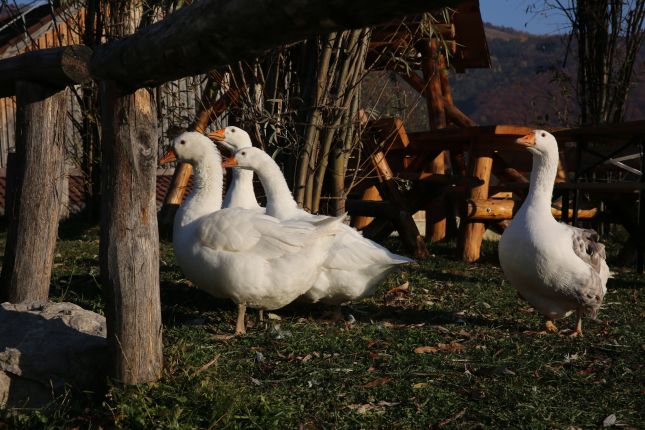 Residents of the farm