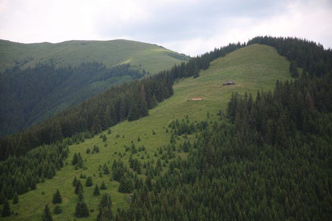 Searching for chamois.