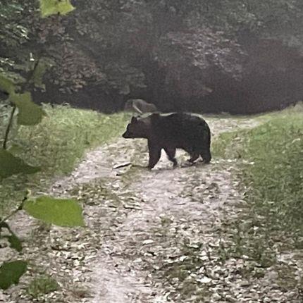 Bear Safari Transylvania