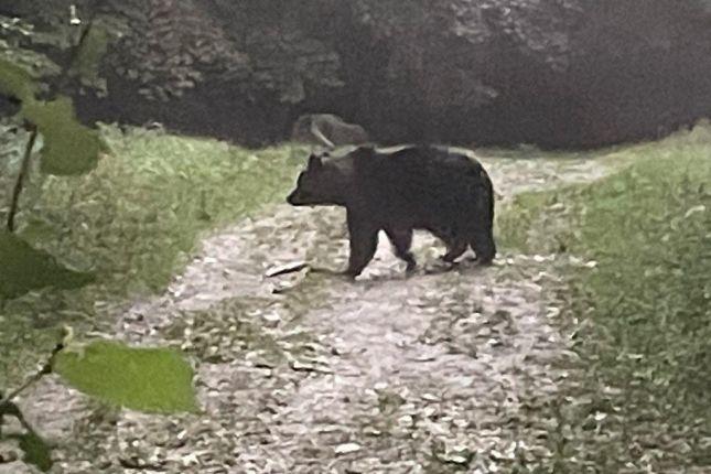 Bear Safari Transylvania