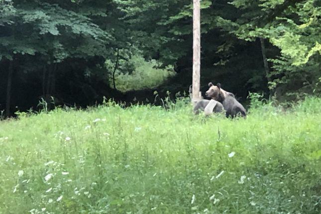 Bear Safari Brasov