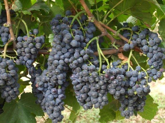 merlot grapes 