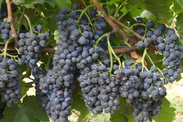 merlot grapes 