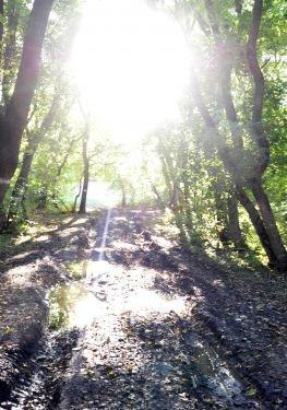 Heading to the mysterious round clearing