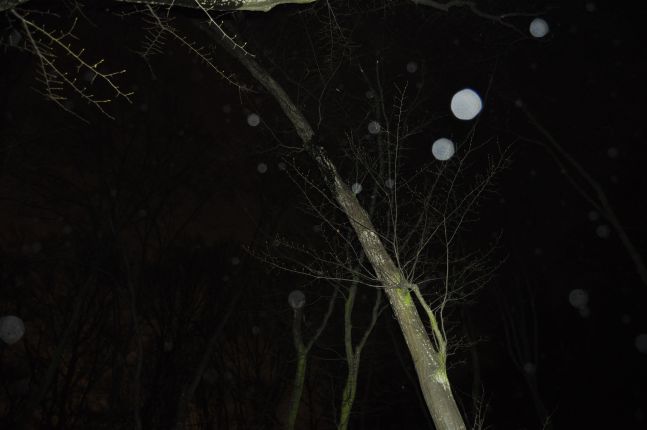 Bizarre orbs and crying trees