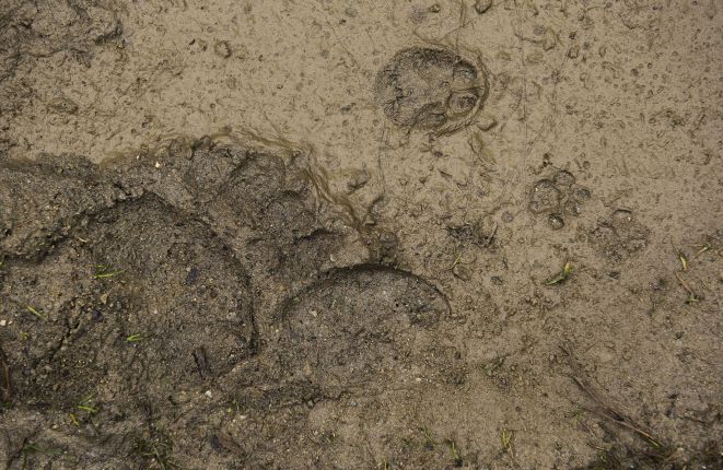 Crowdy place: Brown bear, Red deer, Red Fox and Wild cat footprints