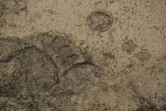 Crowdy place: Brown bear, Red deer, Red Fox and Wild cat footprints