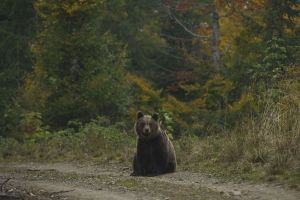 The Brown Bear (Ursus arctos) is the largest predator from the Carpathians.