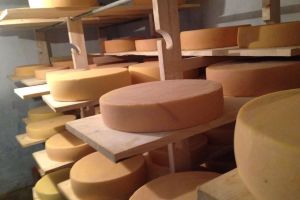 The cheese you'll be making and tasting! 