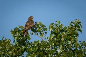 Birdwatching on the hills [optional]