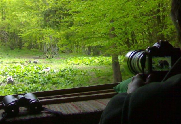 wild bear watching at the hide