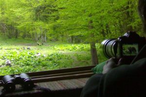 wild bear watching at the hide