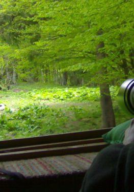 wild bear watching at the hide
