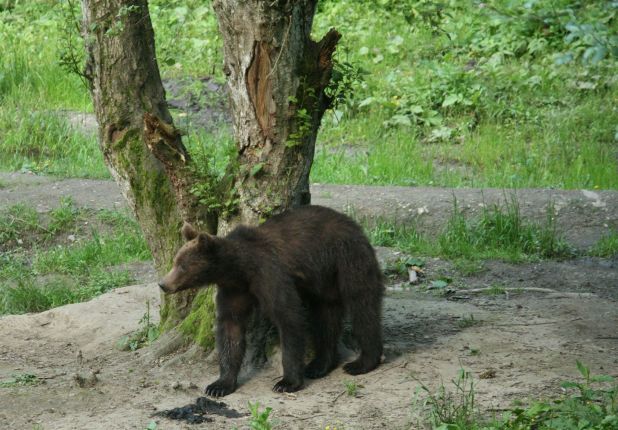 bear natural behaviour