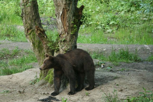 bear natural behaviour