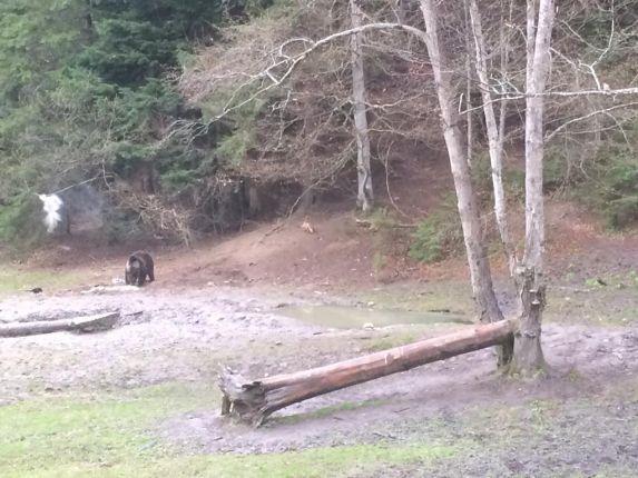 bear and fox at the hide