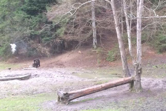 bear and fox at the hide