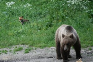Wildlife observation in Romania in safe conditions