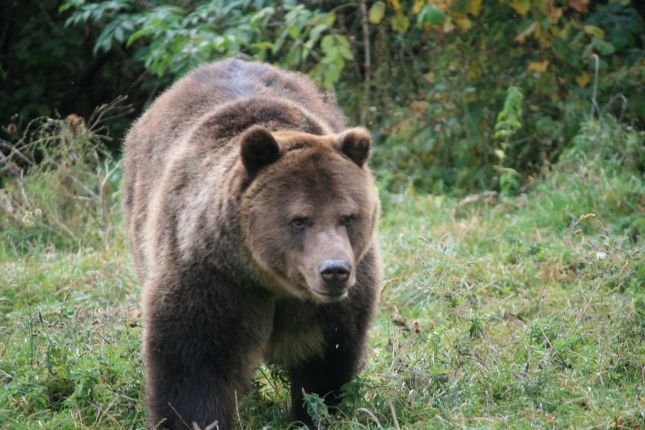 Wildlife tracking trip in Romania