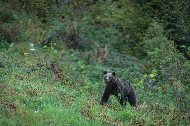 Bear observation