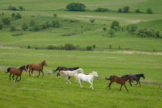 Our livery horses