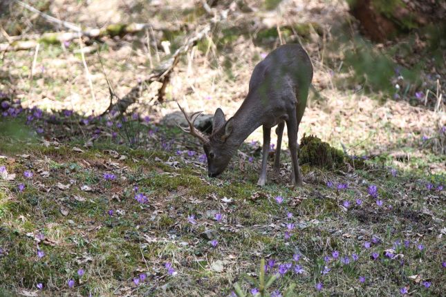 Wildlife tracking in Romania