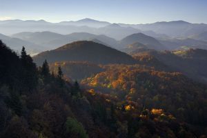 Endless forests, habitat of bears