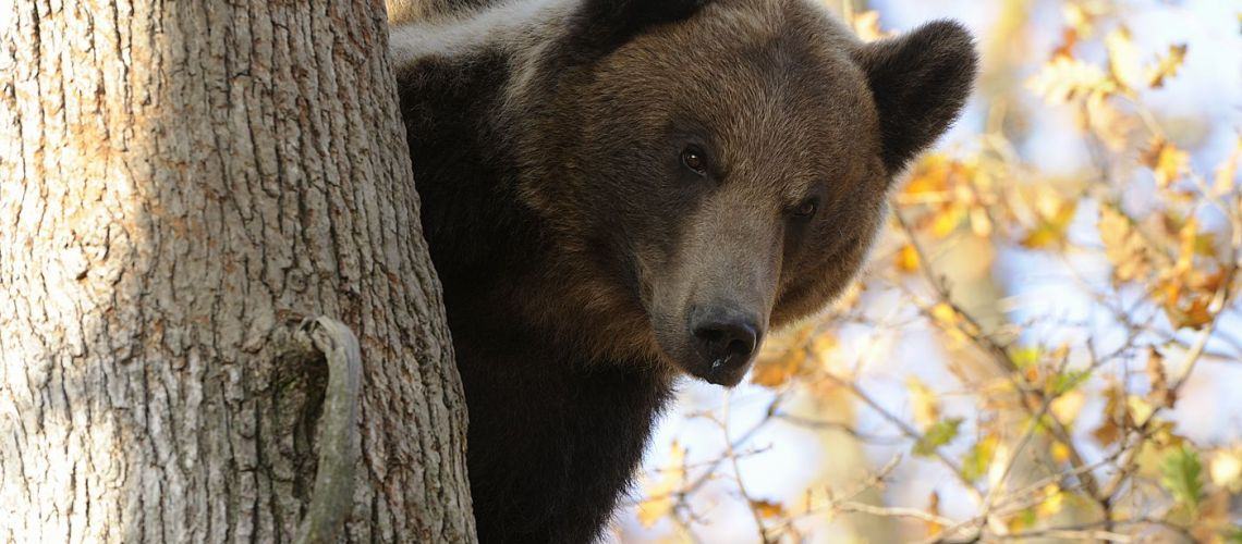 Bear Watching in Romania: An Honest Guide from Locals