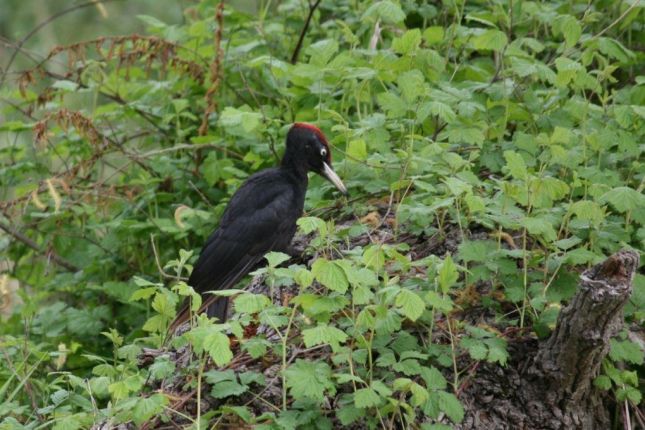 Wildlife tracking trip in Romania