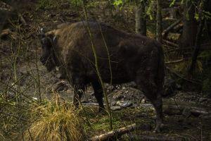 NEW: Bisons reserve & rewilding programme