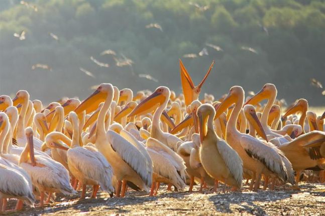 UNESCO Danube Delta