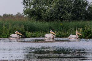 Wildlife Watching & Tracking Trips
