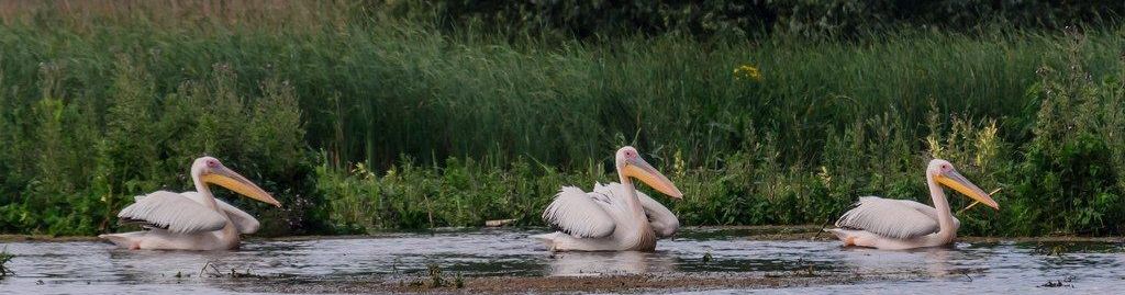 Wildlife Watching & Tracking Trips