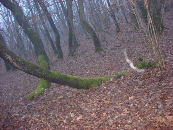 Meeting other hunters of the haunted forest